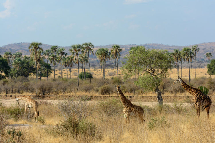 giraffe luxury safari, tanzania safaris, tanzania wildlife safari, african safari packages from australia, african safaris, Wildlife safaris africa, safari holiday packages, african wildlife safari tours, tanzania, rusha natioanl park wildlife safaris africa eco toaurism wildlife safaris africa