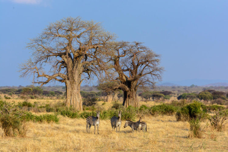 baobab luxury safari, tanzania safaris, tanzania wildlife safari, african safari packages from australia, african safaris, Wildlife safaris africa, safari holiday packages, african wildlife safari tours, tanzania, rusha natioanl park wildlife safaris africa eco toaurism wildlife safaris africa