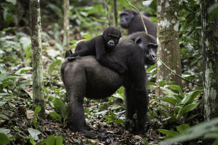 gorilla trekking in Africa, Odzala luxury Gorilla trekking