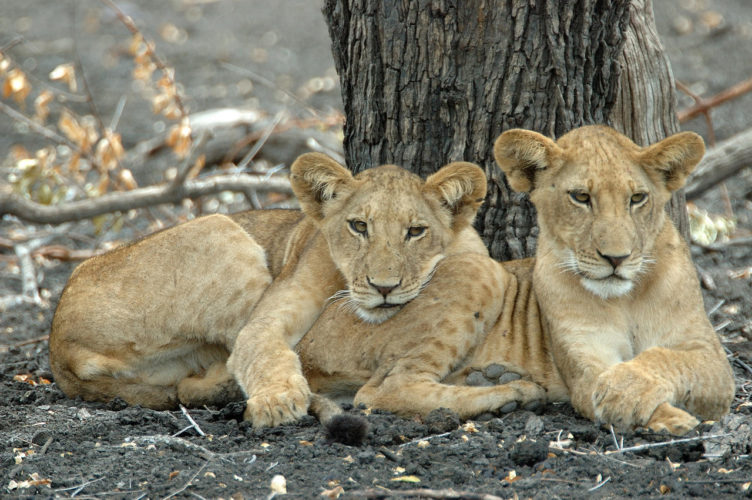 tented safari, Lion selous tanzania