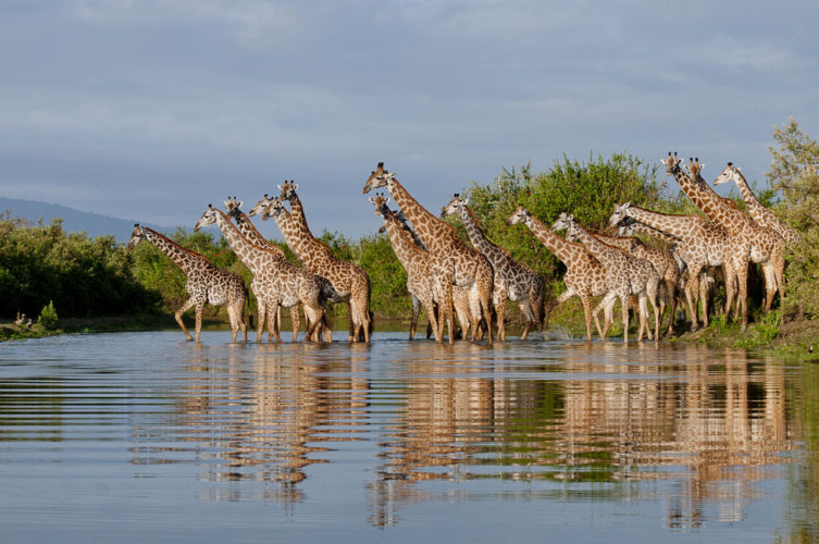tented safari, giraffe wilderness selous tanzania