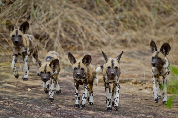tented safari, wild dog selous tanzania
