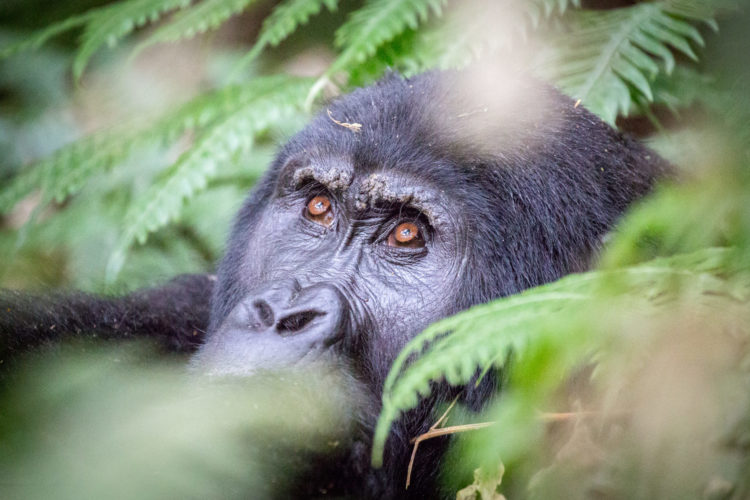 Dian Fossey, East Africa Tourist Visa, gorilla trekking in Africa, Rushegura Mountain Gorilla Family, Buhoma, Bwindi Impenetrable Forest, Uganda safaris, Gorilla Trekking and Primate Safaris