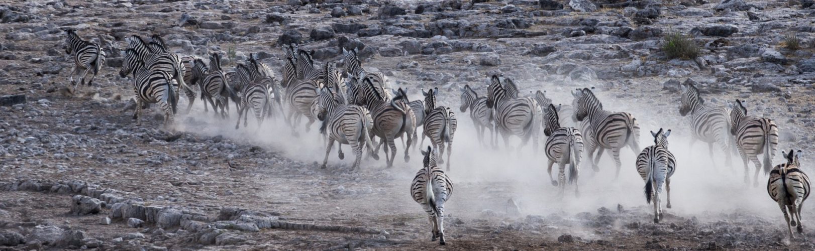 Namibia safari Etosha National Park Zebra herds on the run