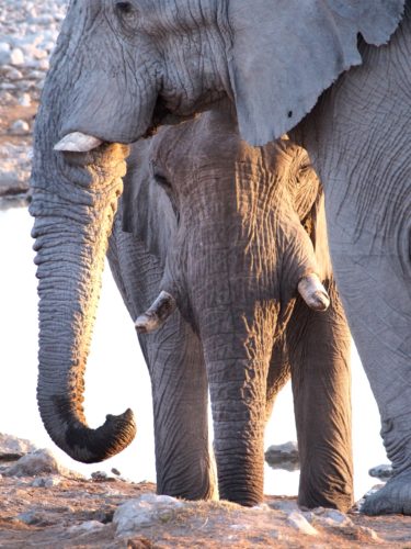 Elephants waterhole, Etosha National Park, Namibia safaris, big five safaris