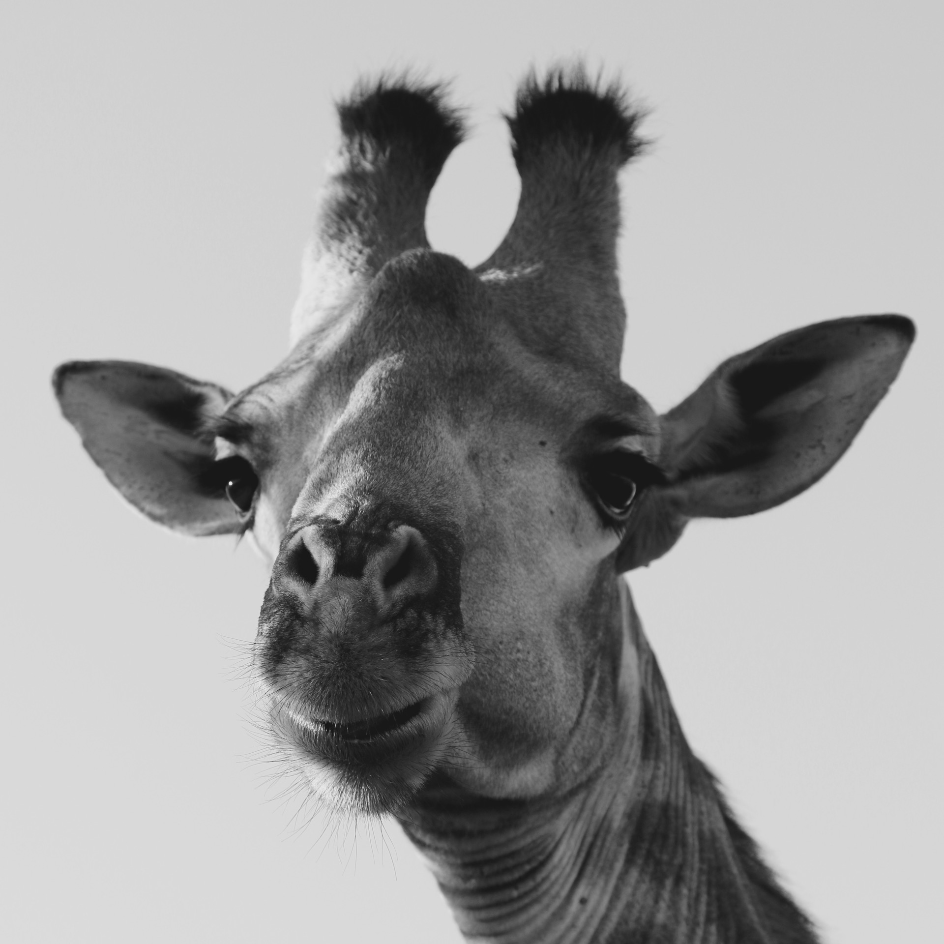 Big 5 safari, Giraffe Southern Africa