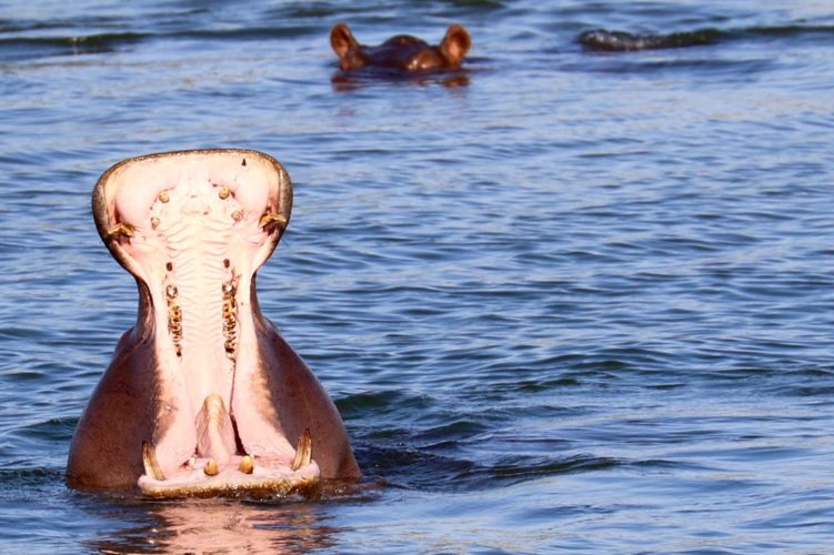 Yawning Hippo, Big 5 safari Southern Africa