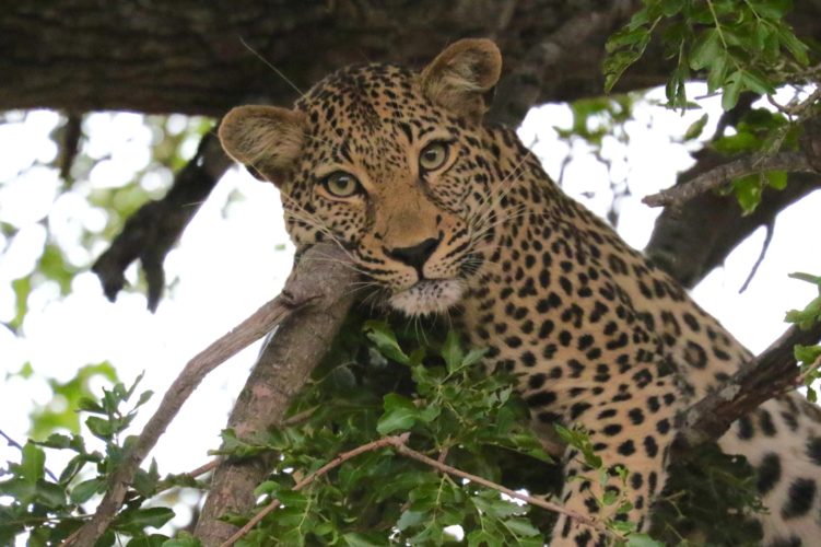 Big 5 Safari Leopard, Southern Africa