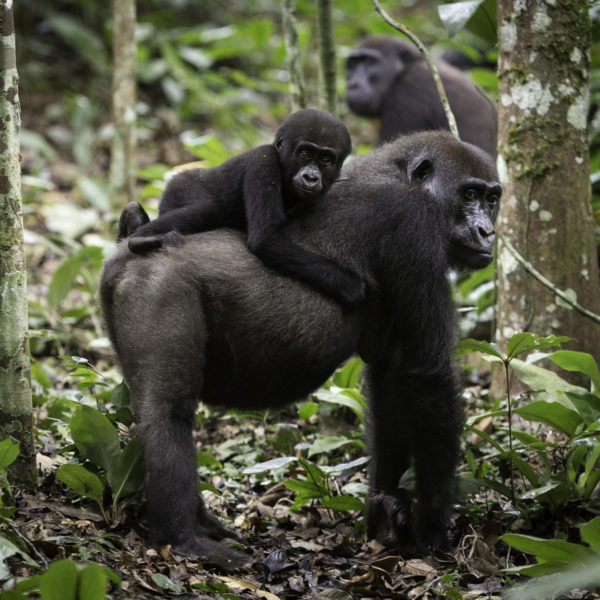Republic of Congo Safari Gorilla trekking safari