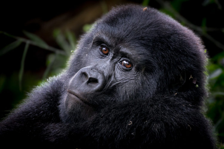 gorilla trekking in Africa, Uganda safari Gorilla trekking bwindi forest