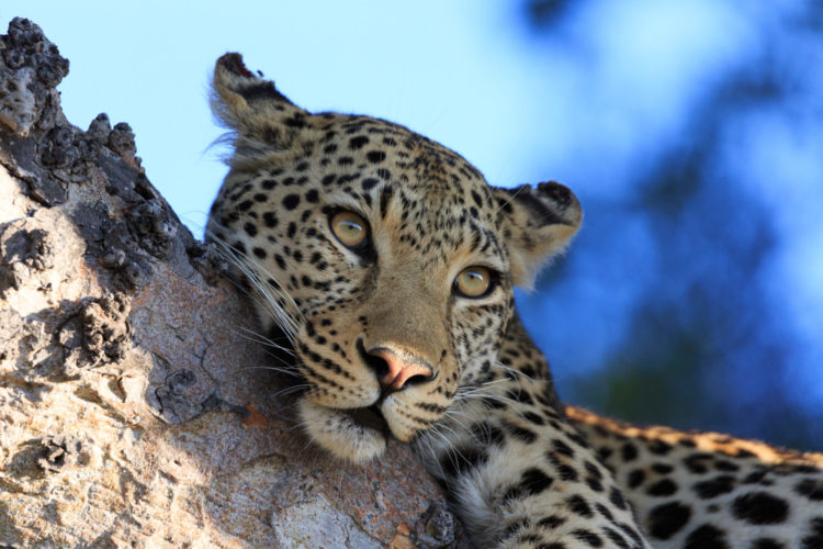 Wildlife safaris in Africa get you close to Africa’s big five safari beasts Leopoard lounging, big five safaris