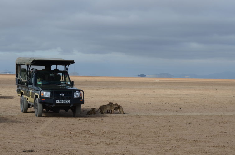 Kenya travel guide, Lions in vehicle shade Jono Wilson Kenya safari