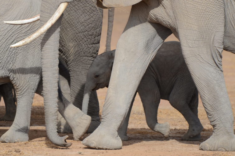 Kenya travel guide, Kenya Safari elephant wildlife safari