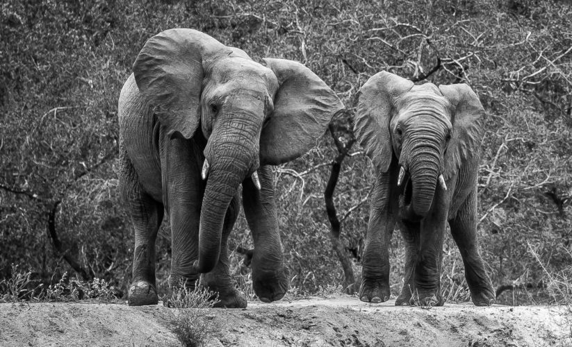 South Africa & Mozambique, Wildlife safari packages offering big five safari holidays with Elephants at Chitwa Chita, South Africa