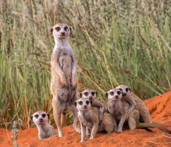 Meerkat, South Africa, South Africa & Mozambique