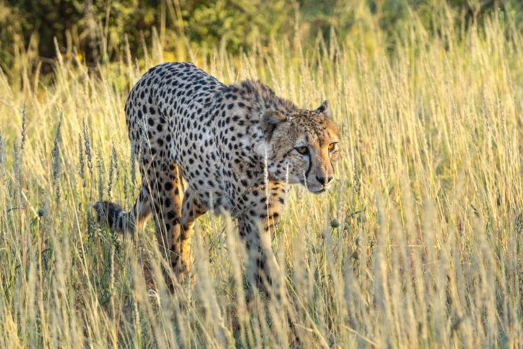 Big Seven Safari, Cheetah at Tswalu, Kalahari South Africa,safari in South Africa, South African safaris, African safaris, best of south africa ,Big Seven Safari