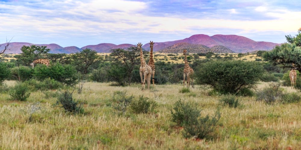 Giraffe at Tswalu, Kalahari South Africa, safari in South Africa, South African safaris, African safaris, best of south africa