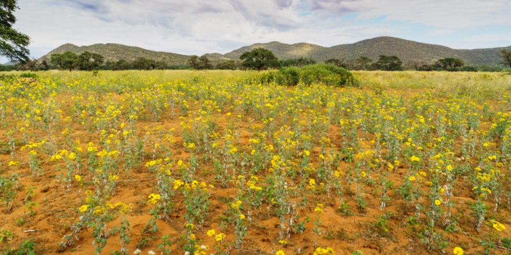 Sunflowers in Tswalu, Kalahari, safari in South Africa, South African safaris, African safaris, best of south africa