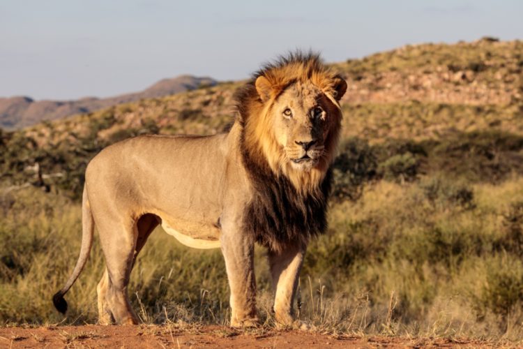 Lion of Tswalu Kalahari, South Africa, safari in South Africa, South African safaris, African safaris, best of south africa