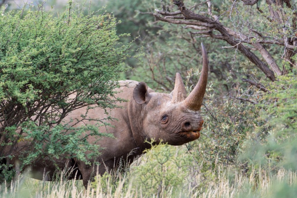 Rhino at Tswalu Kalahari, South Africa, safari in South Africa, South African safaris, African safaris, best of south africa