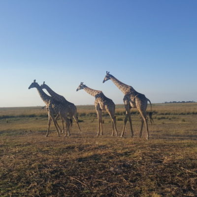 Giraffe, Big 5 Safari Southern Africa