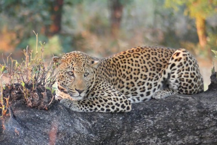 Zambia Safari Leopard South Luangwa wildlife