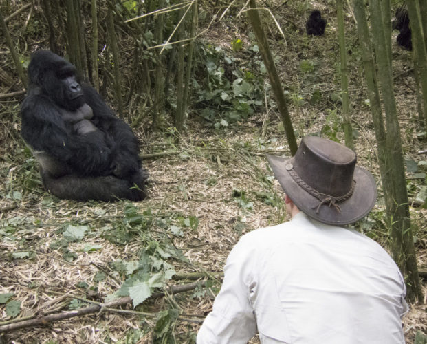Up Close Gorilla, Rwanda