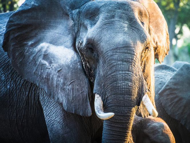 need-help-Elephant up close, wildlife safaris, big five safaris-3_K&GEllies