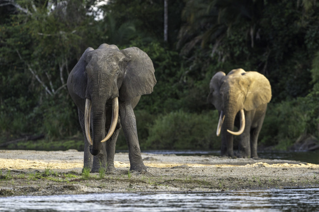 Republic of Congo Safari Forest Elephant Safari