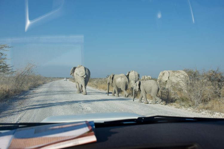 self drive in Namibia