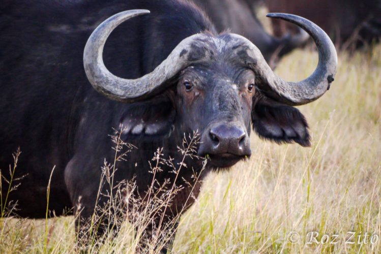 Buffelo, Little Vumbura, Bostwana Safaris, big five safaris