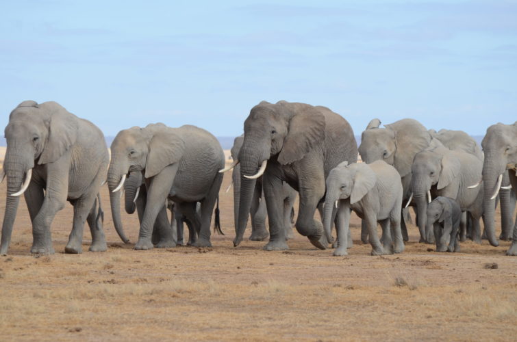 Elephant herd Amboseli National Park Kenya safari big fve safaris