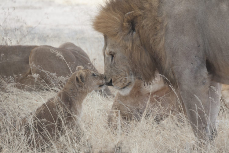 Lions, Wildlife safaris, big five safaris