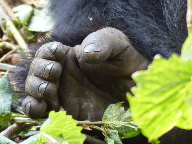 Rwanda safaris, gorilla trekking Rwanda, Rwanda gorilla trekking, Gorilla Trekking and Primate Safaris