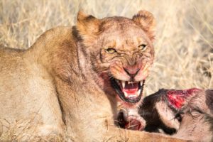 predator-meets-prey-South-Africa-Travel-Guide, South-Africa-Safaris-Lion-Tswalu-Kalahari