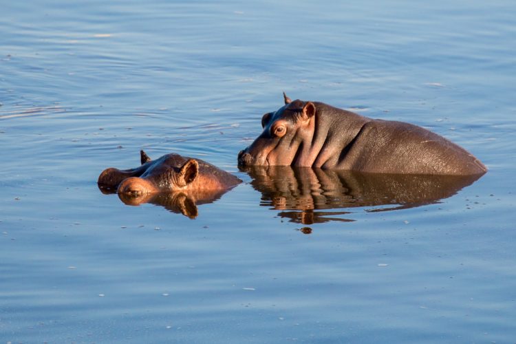 Zambia Safari Hippo South Luangwa River