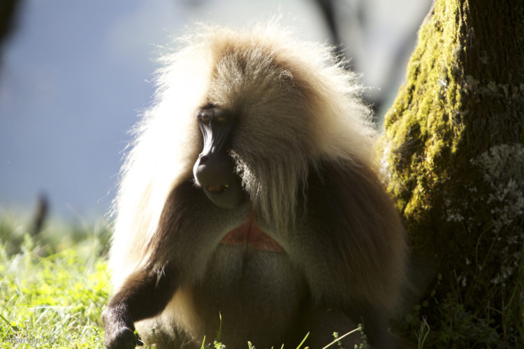 Ethiopia safari Simien Mountain