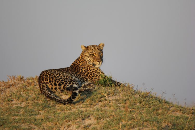 Leopard seen at Lebela.