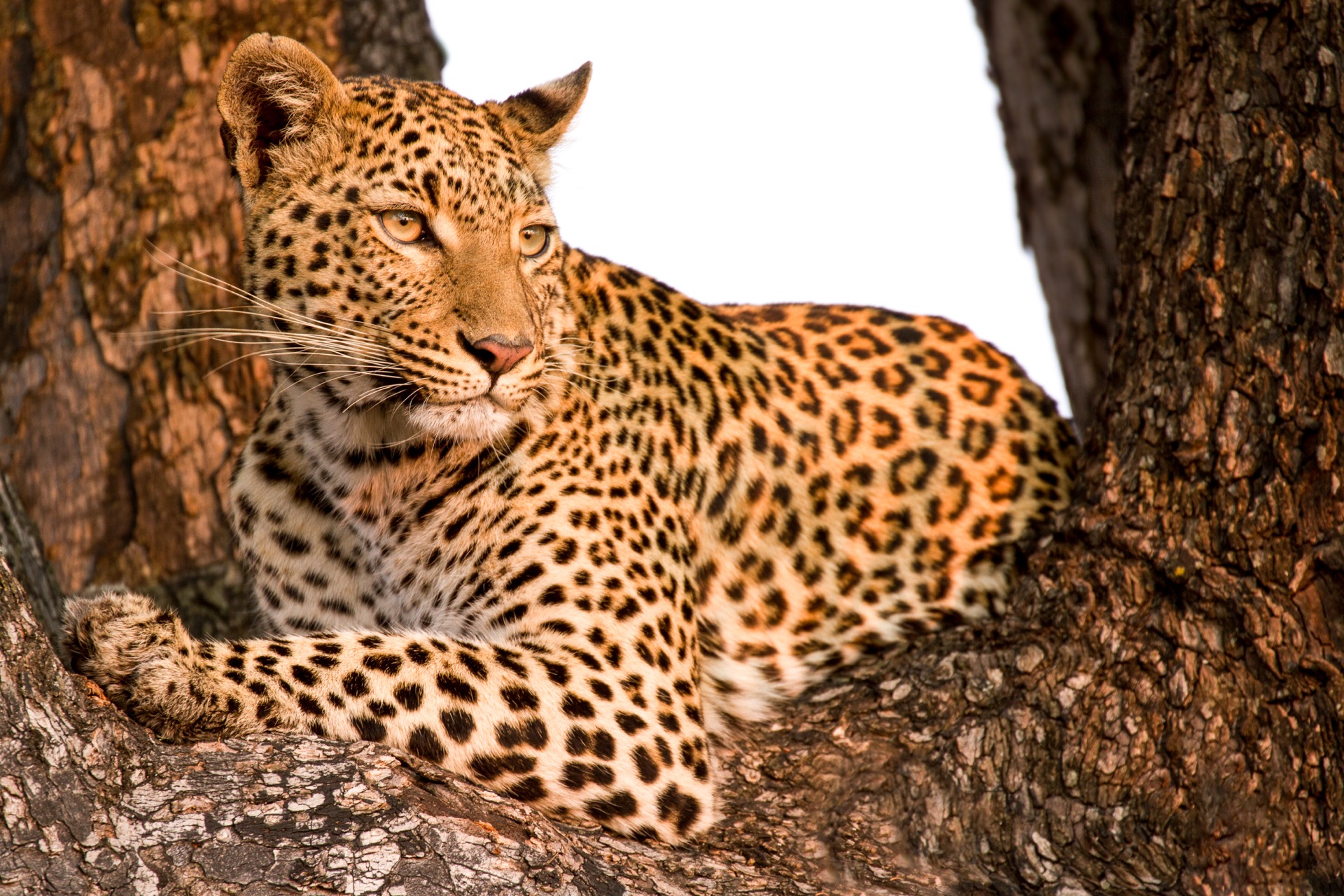 Okavango Delta Travel Guide