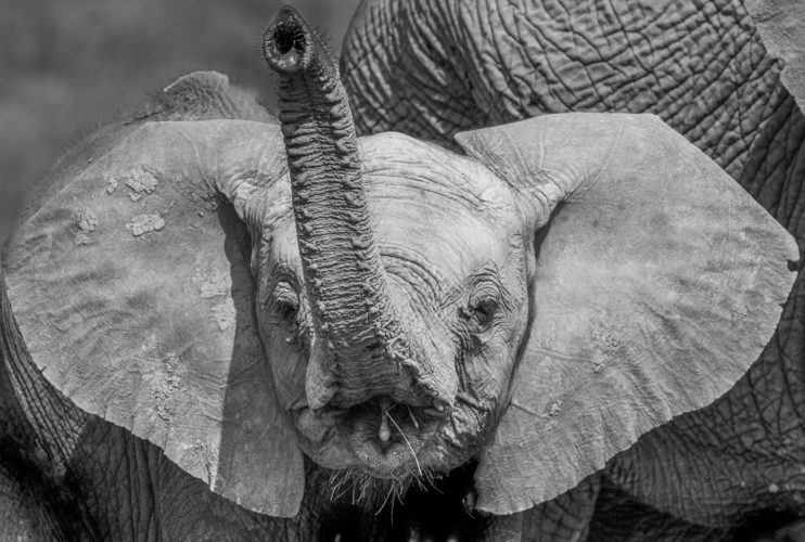 Elephant, Chitabe Lediba, Okavango Delta, Botswana