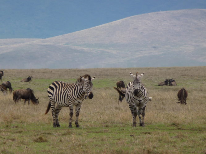 zebra ngorongoro crater tanzania