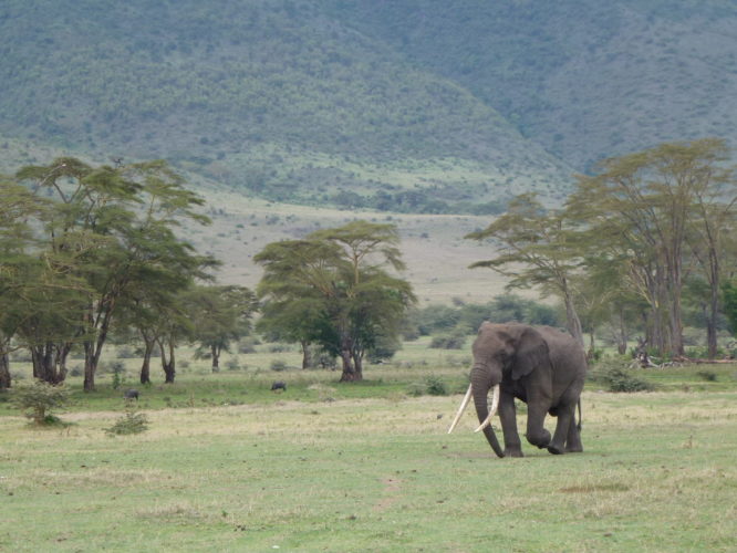 Elephant, Ngorongoro Crater, Tanzania Safari