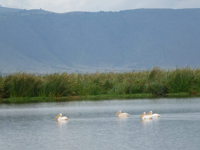 pelican, ngorongoro crater, tanzania safari