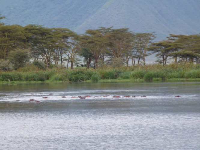 Tanzania Safari Ngoronogoro crater hippo tanzania safari