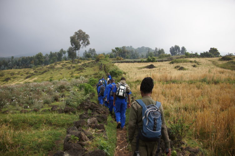 gorilla trekking in Africa, Rwanda gorilla trekking, rwanda safaris, Gorilla Trekking and Primate Safaris