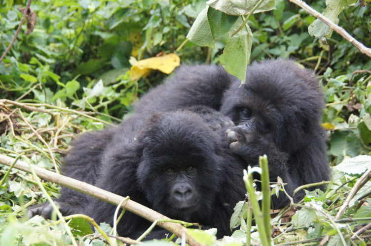 rwanda gorilla safari
