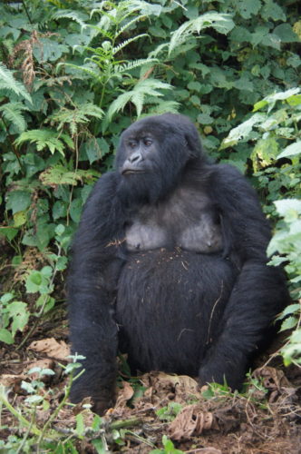Rwanda Gorilla behaviour