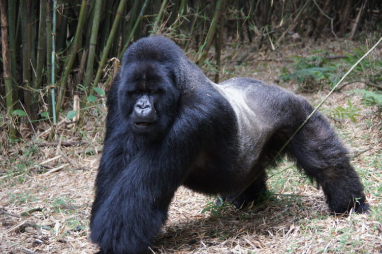 gorilla trekking in Africa, Silverback Mountain Gorilla in Rwanda, gorilla trekking in Africa