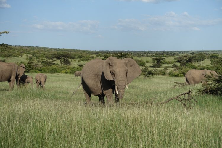Elephants seen in Maasai Mara, Kenya, East Africa Tourist Visa