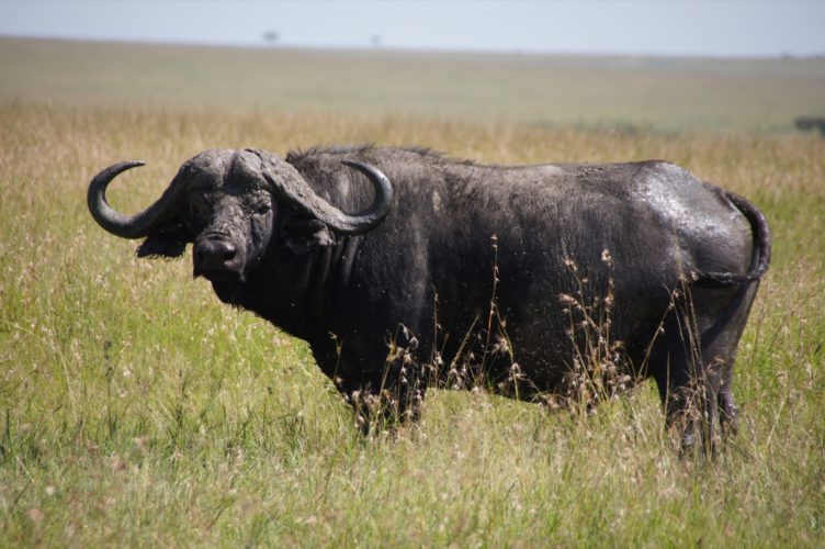 Buffalo seen on Big 5 Safari,Kenya